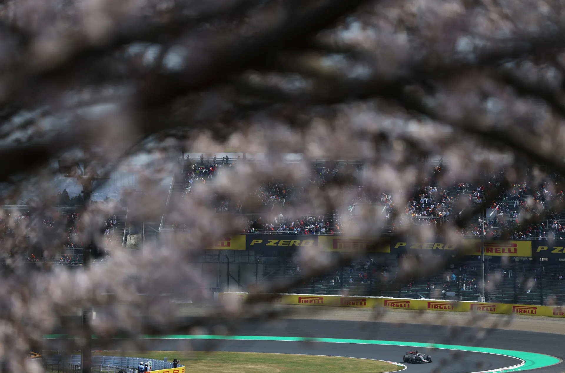 The Audi Revolut F1® Team car appears through blurred cherry blossom branches at Suzuka, with grandstands in the background.