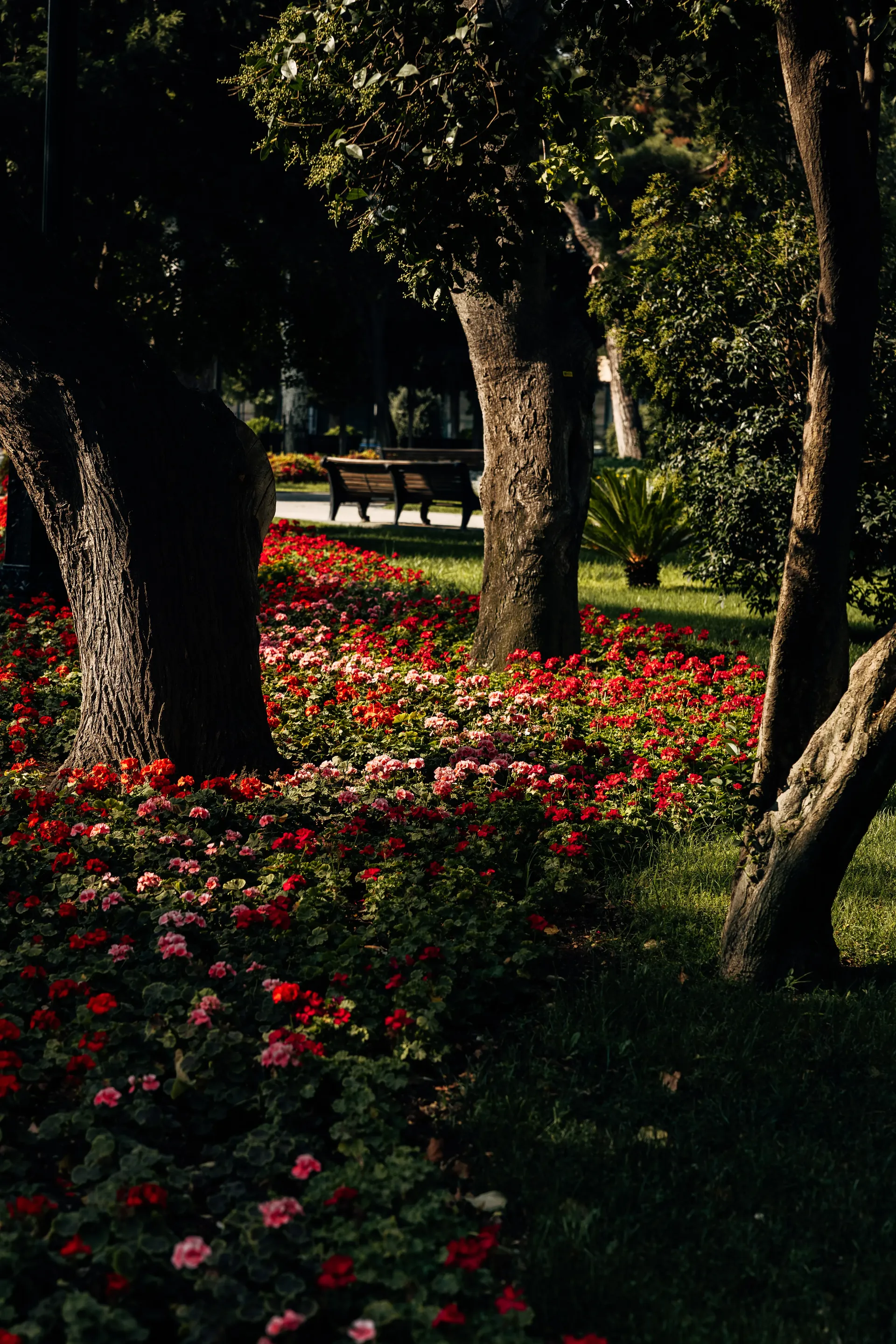 Red flowers and trees in a garden in Baku, Azerbaijan