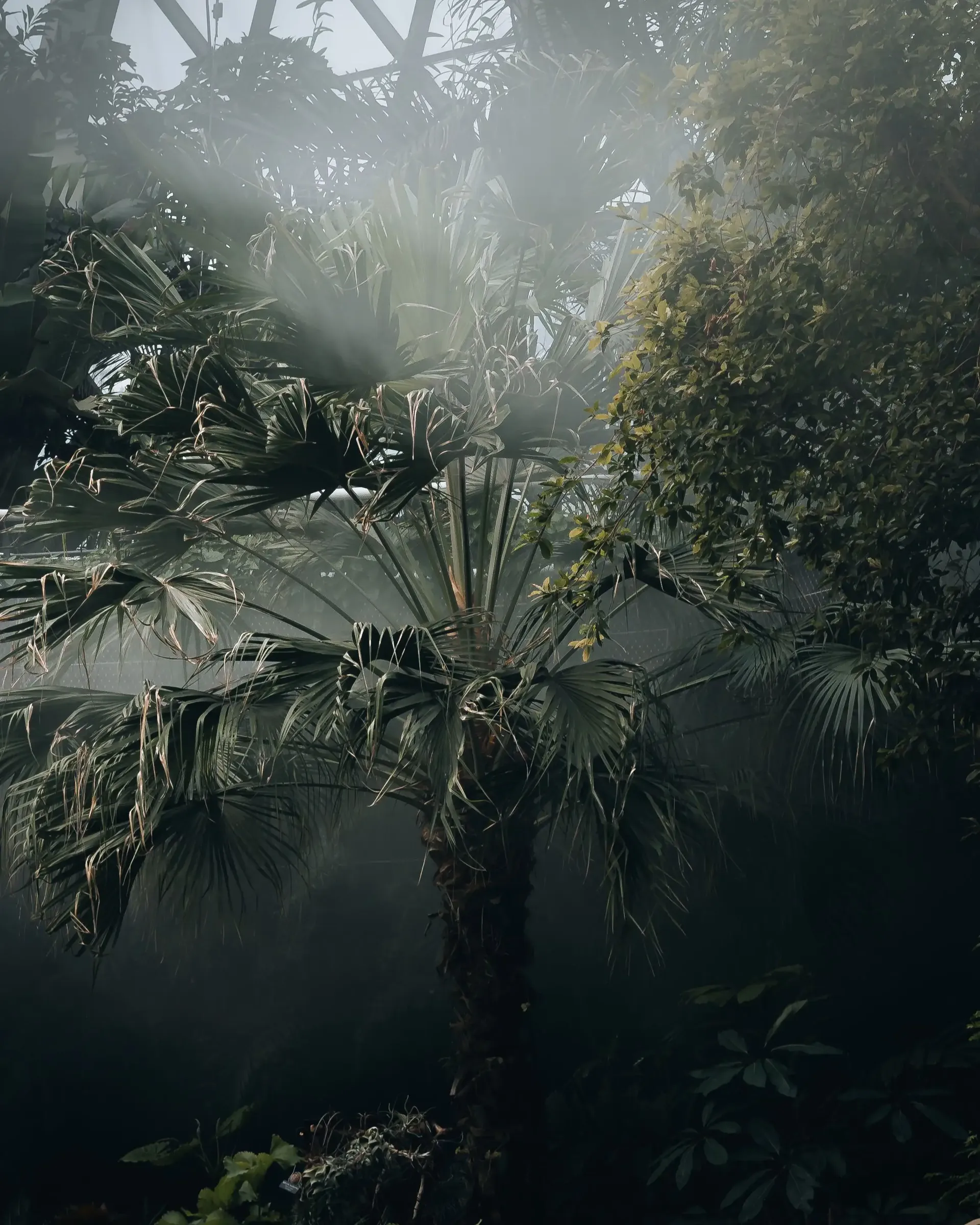 Morning mist and tropical rainforest vegetation near Sepang International Circuit in Malaysia.