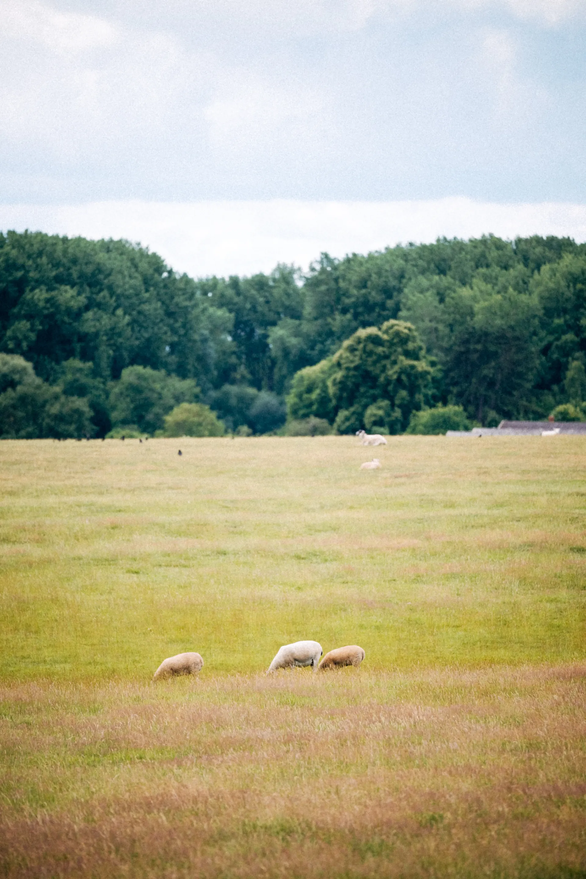 Open countryside with grazing sheep and a tree-lined horizon.