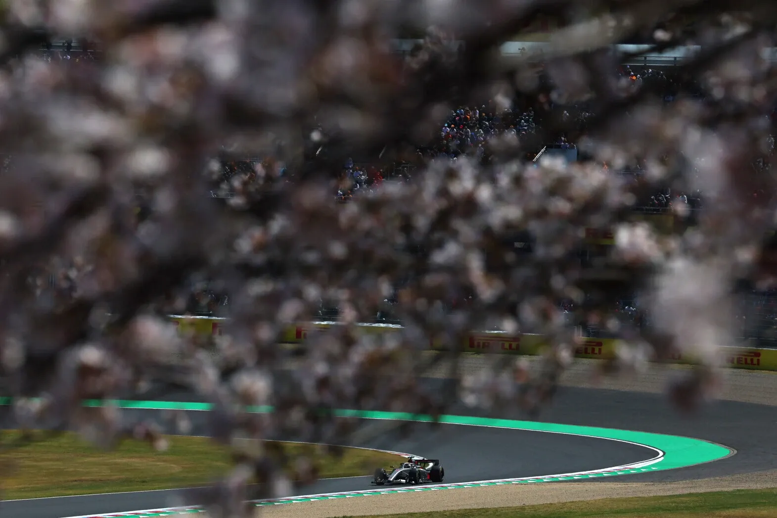 An Audi Revolut F1® Team Formula 1 car drives through Suzuka, seen through soft cherry blossoms in the foreground with grandstands blurred behind.