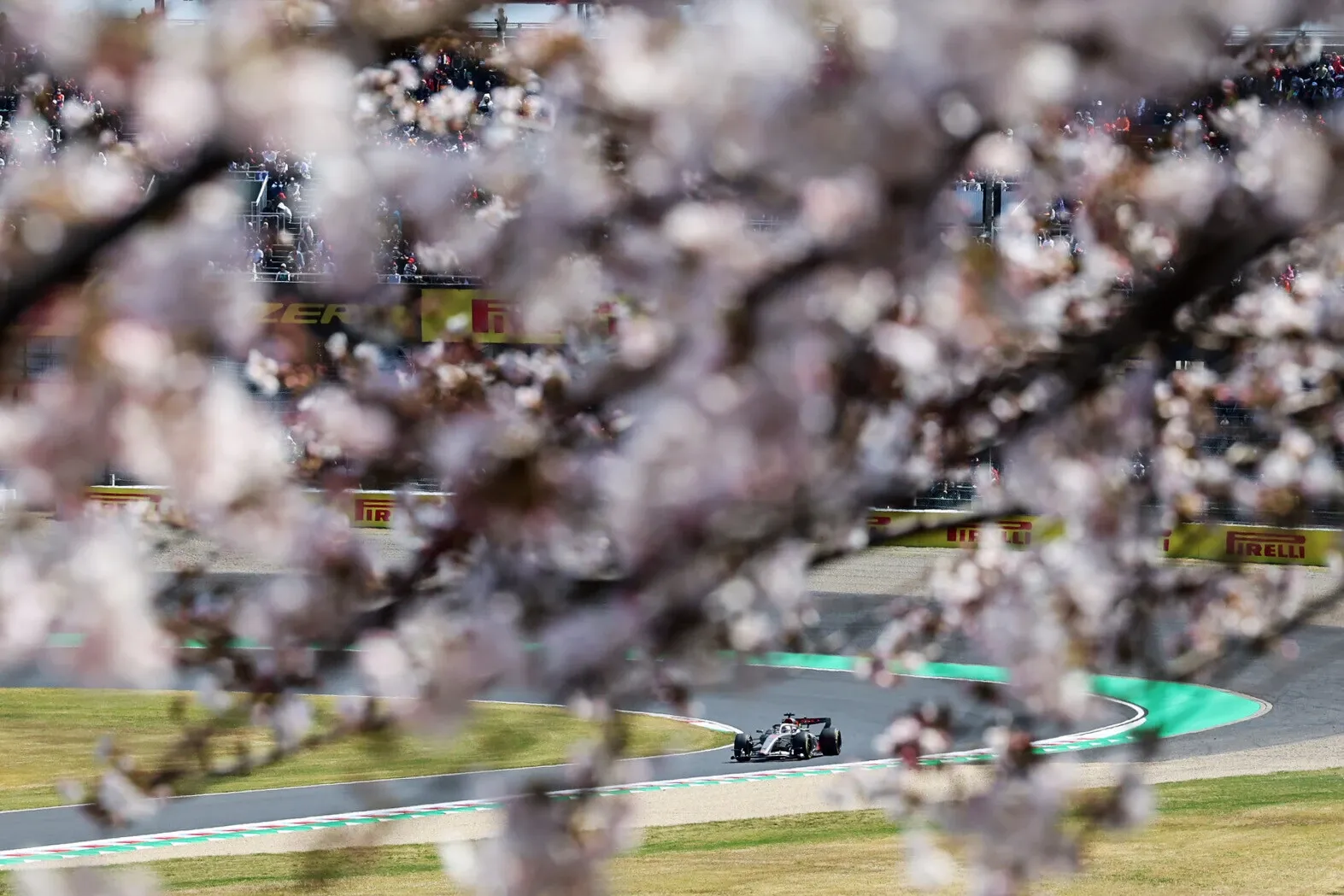 An Audi Revolut F1® Team Formula 1 car sweeps through Suzuka behind a curtain of cherry blossoms, with spectators visible in the background.