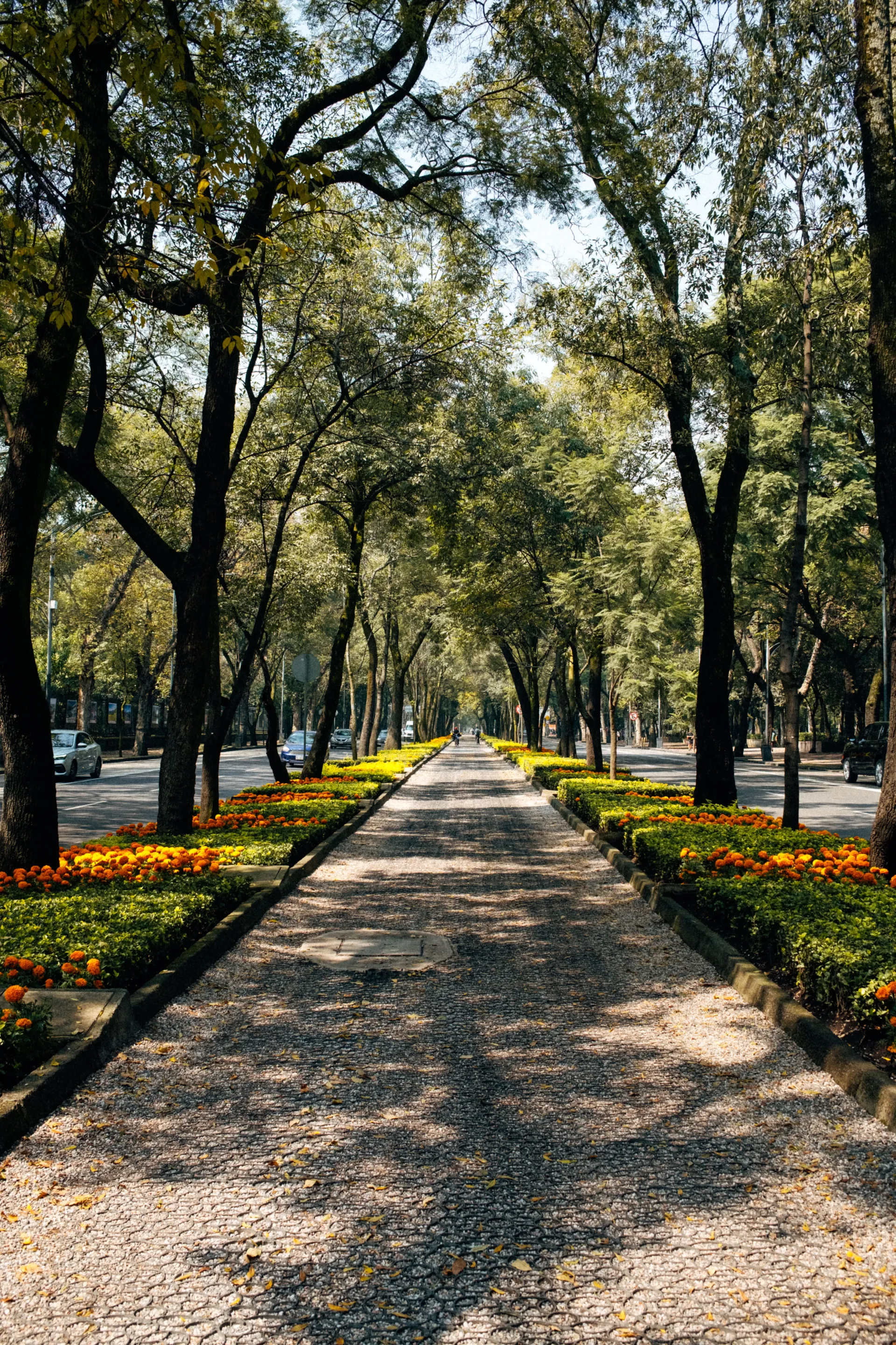 Tree-lined avenue with marigold beds in Mexico City during the Mexico City Grand Prix week