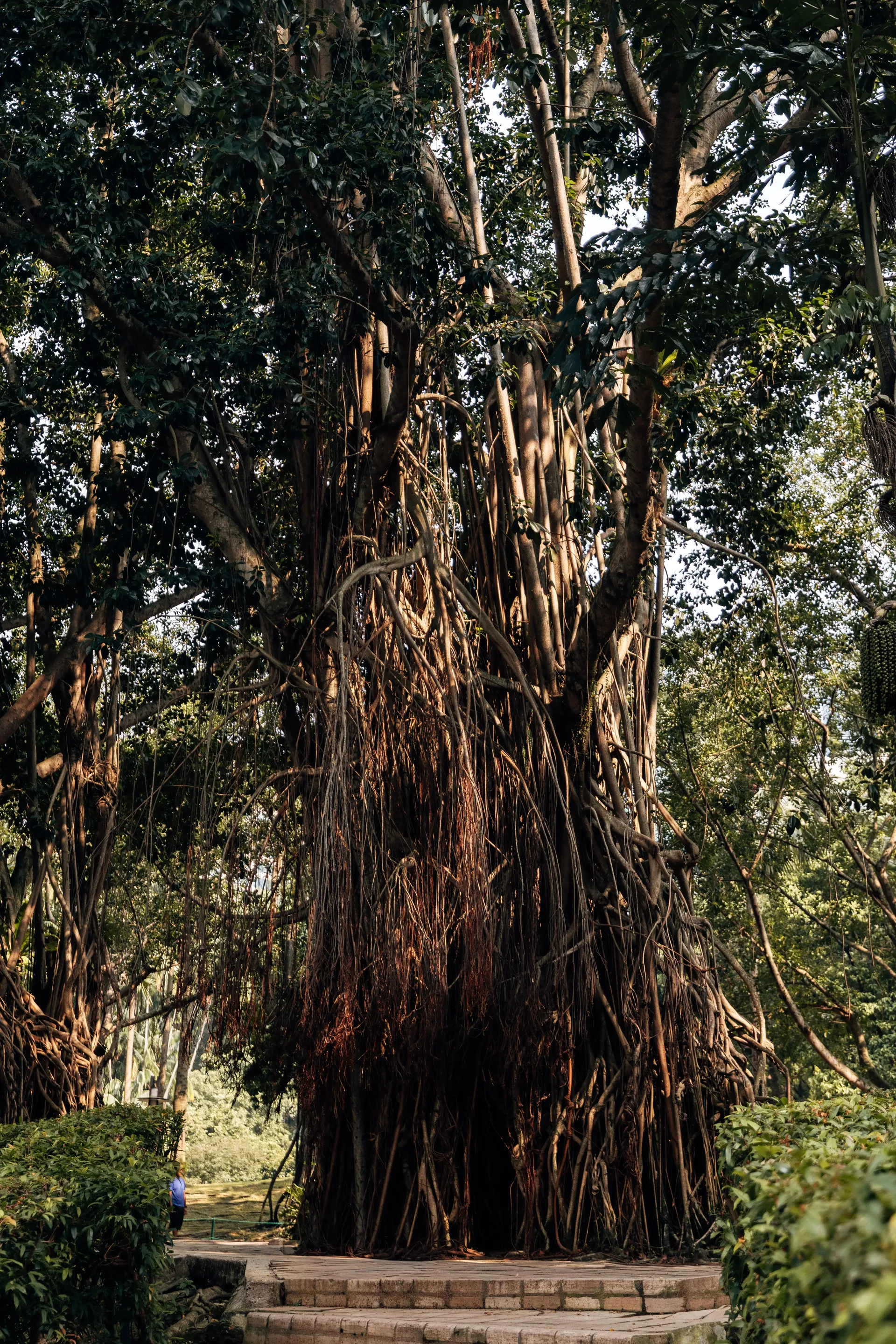 Banyan tree with hanging aerial roots in a park in Kuala Lumpur