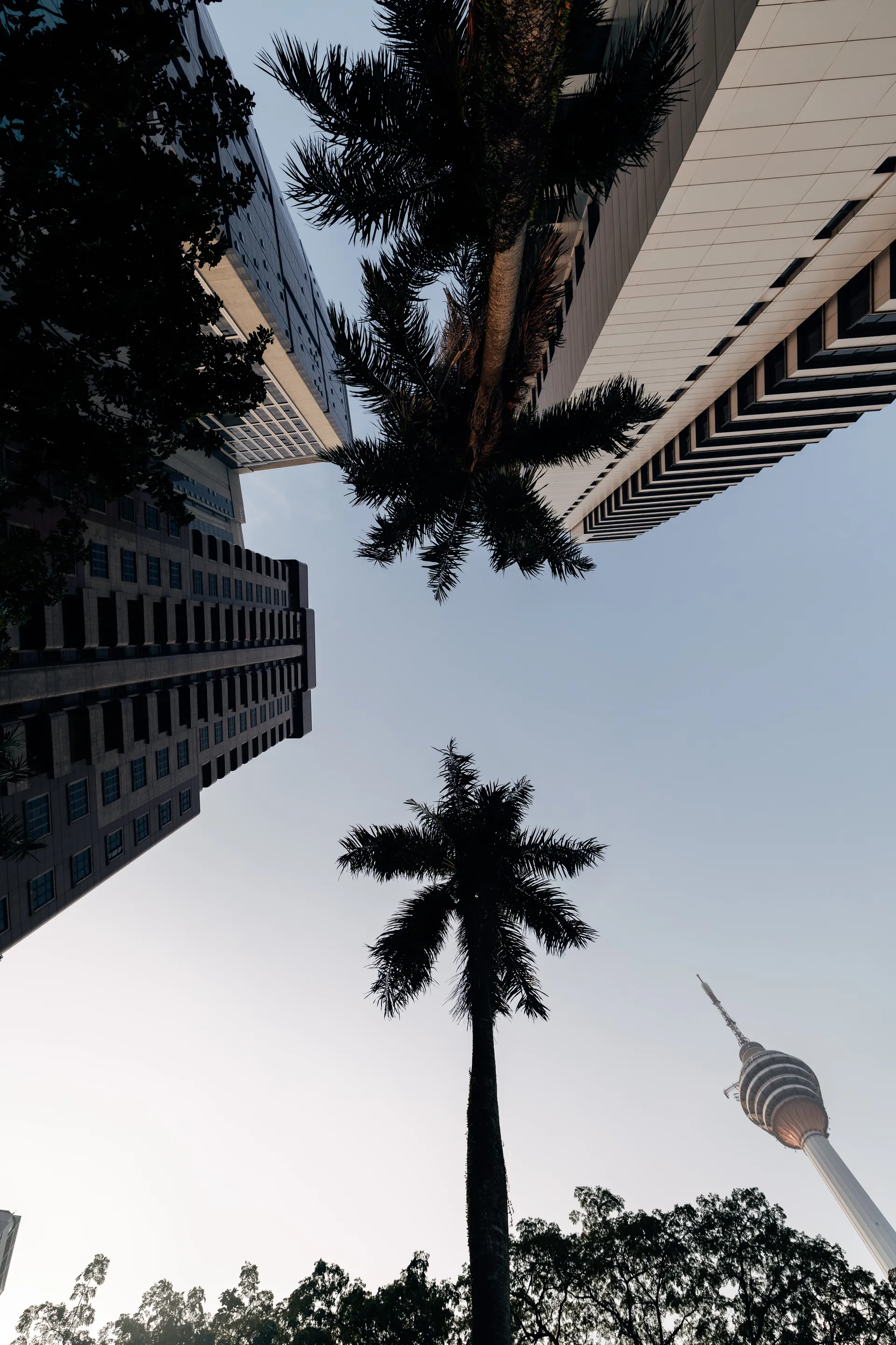 Upward view of a palm tree, high-rise buildings and the KL Tower in Kuala Lumpur