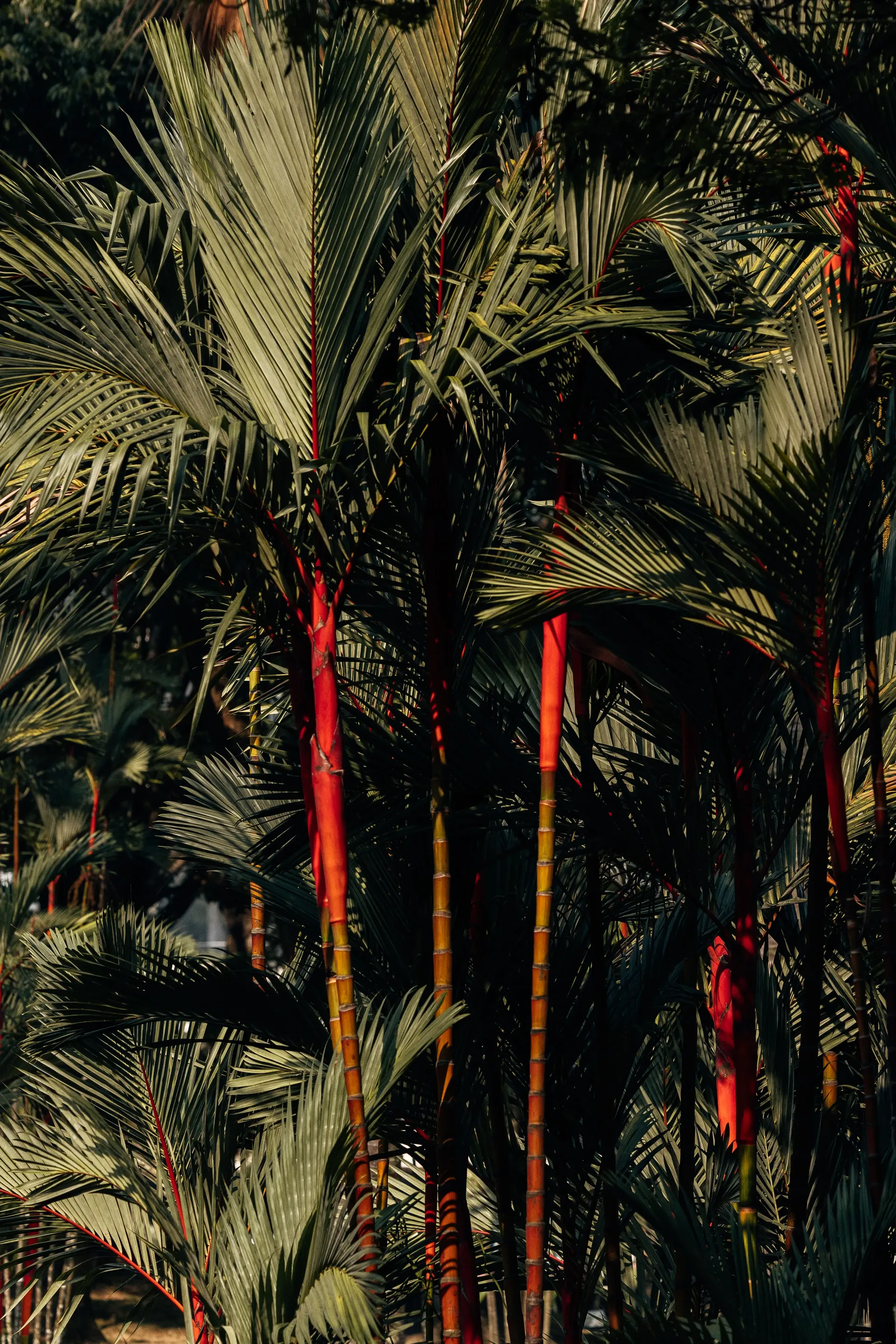 Palms with red stems in a park in Kuala Lumpur