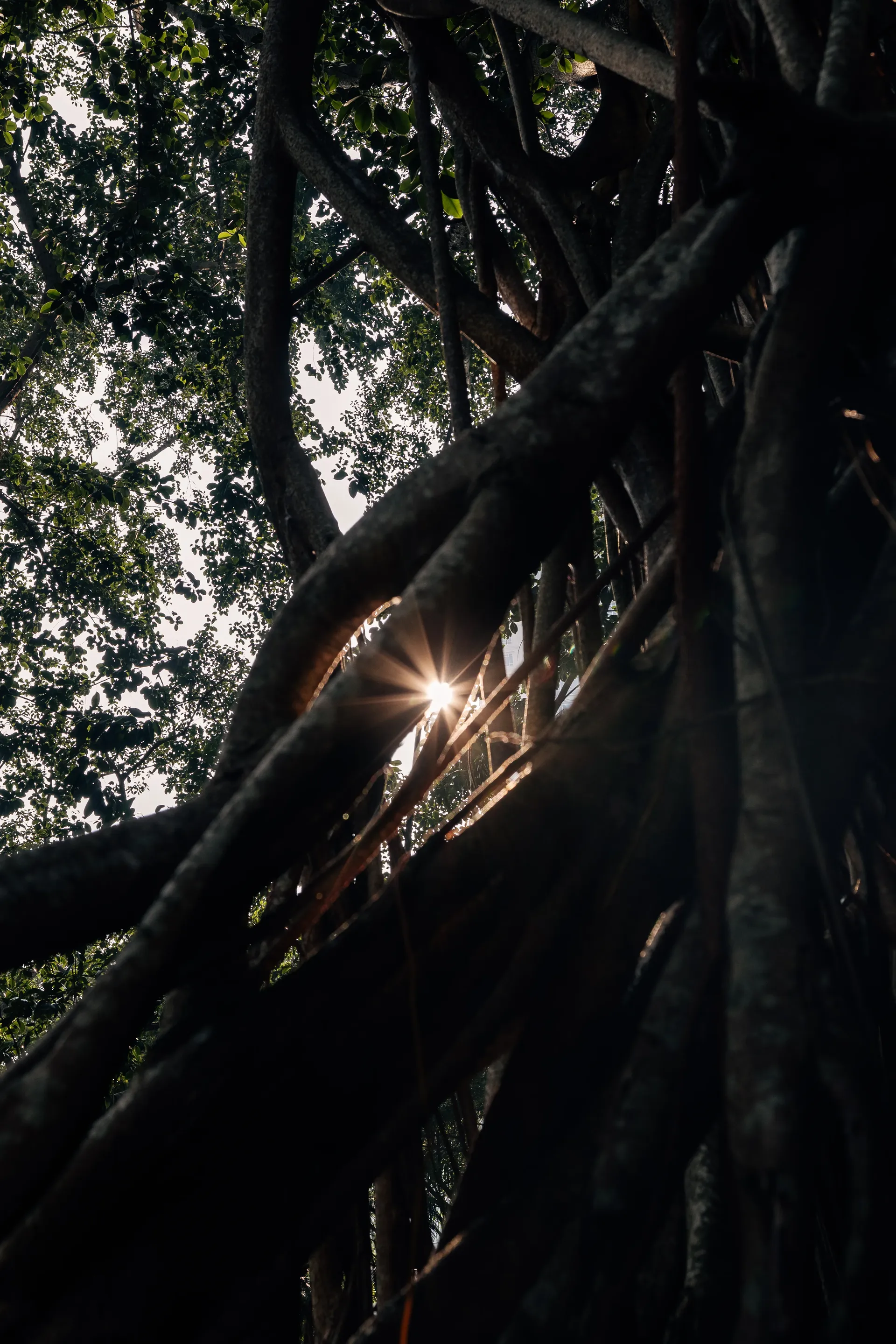 Sunlight breaking through the roots and branches of a banyan tree in Kuala Lumpur