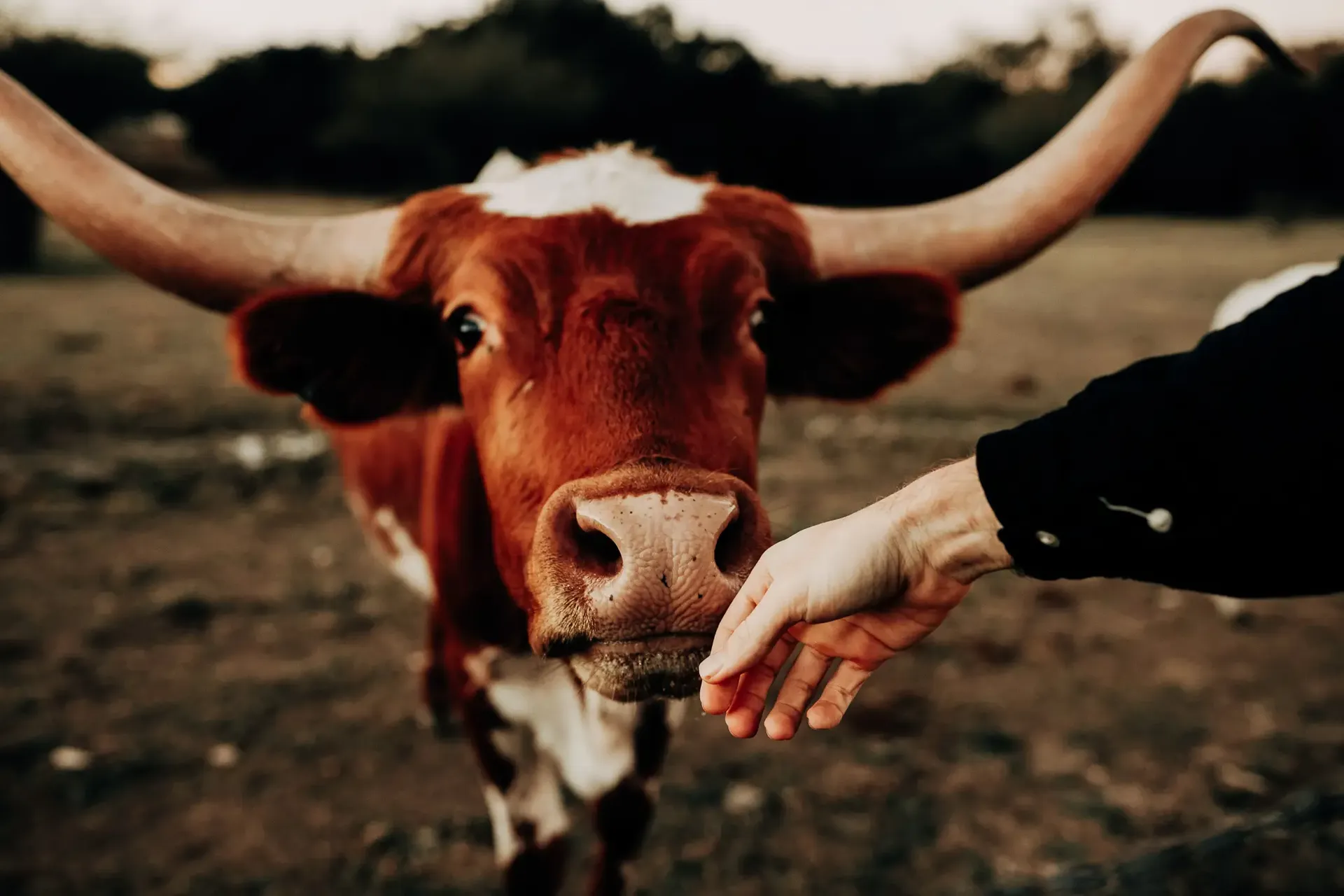 Longhorn cow in a field, symbolising the local culture of the United States Grand Prix.