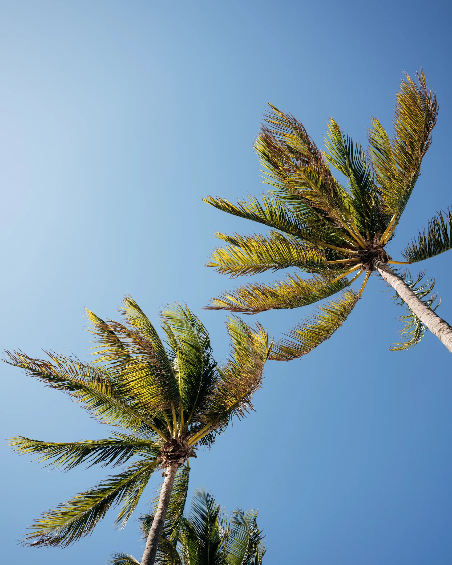 Palm trees against clear blue sky in tropical Miami setting