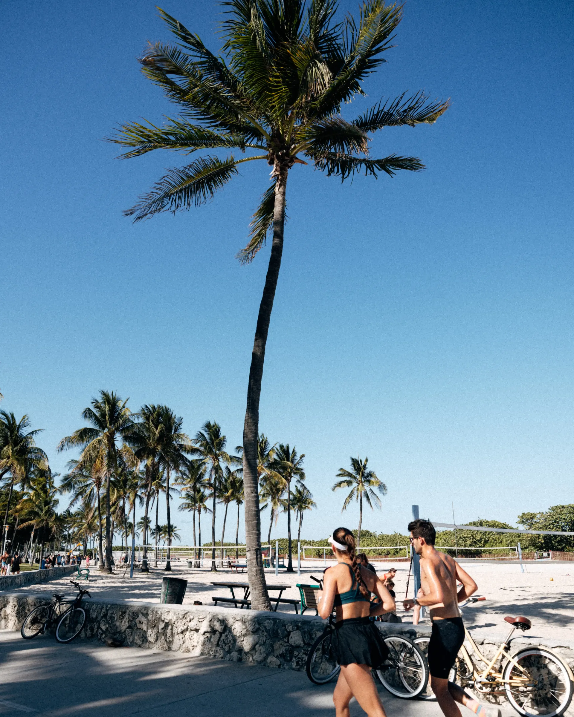 Tall palm tree perspective shot in Miami Beach