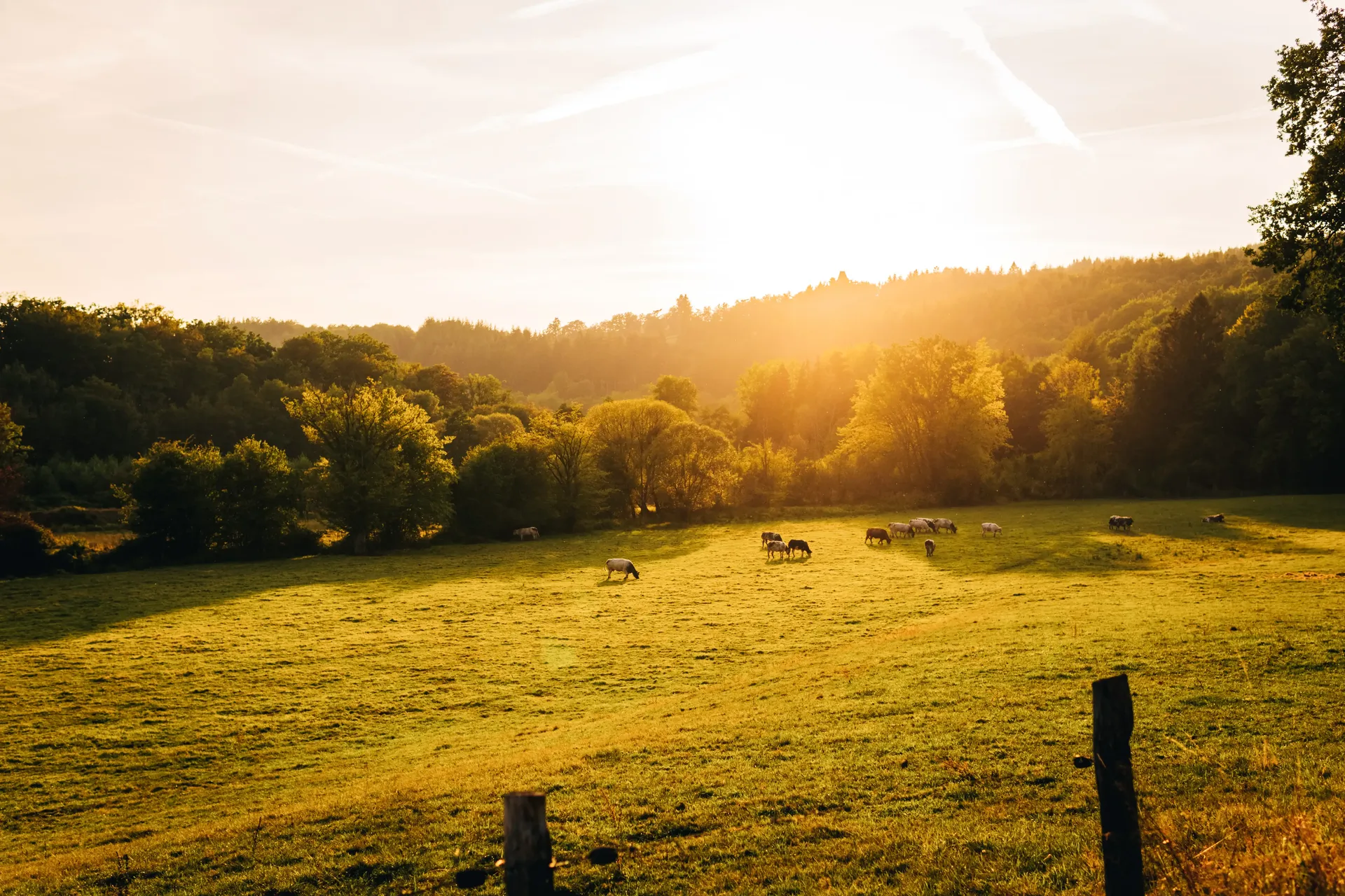 Sunlit countryside near Circuit de Spa-Francorchamps with grazing cattle in a grassy field at sunset.
