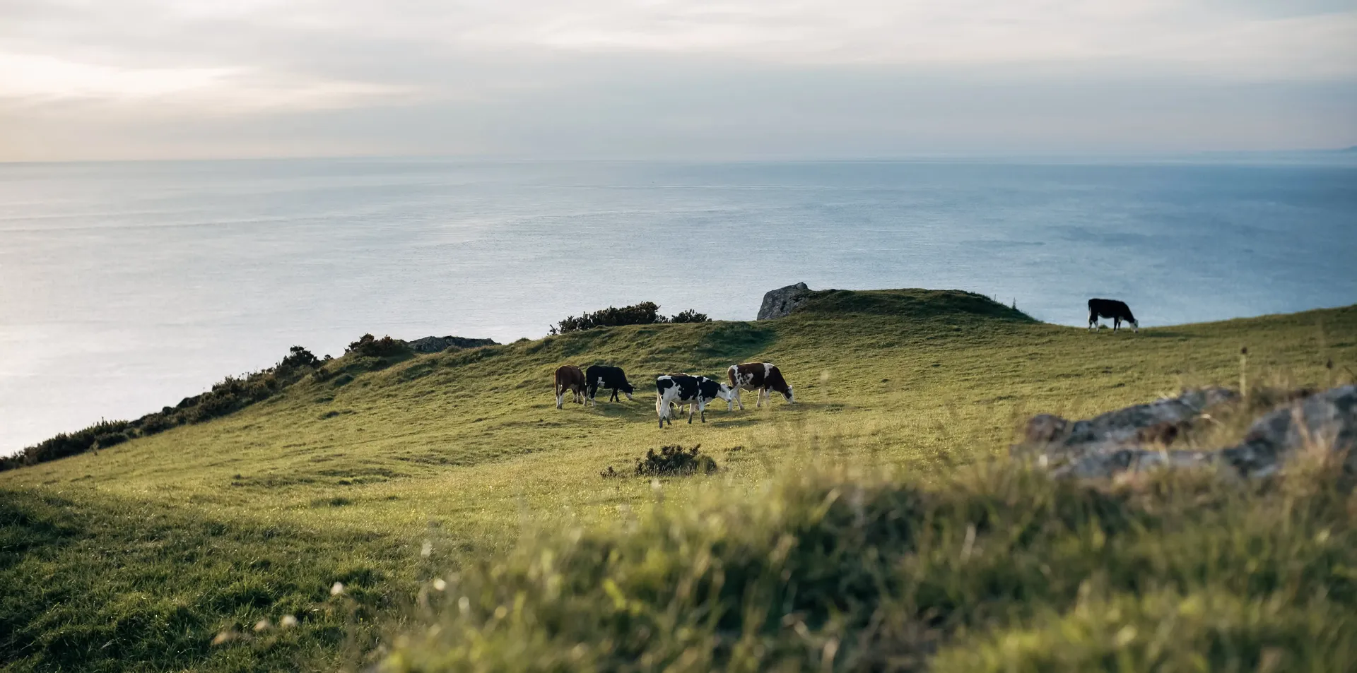 Rolling green countryside under a bright summer sky while cows ar strolling o the grass